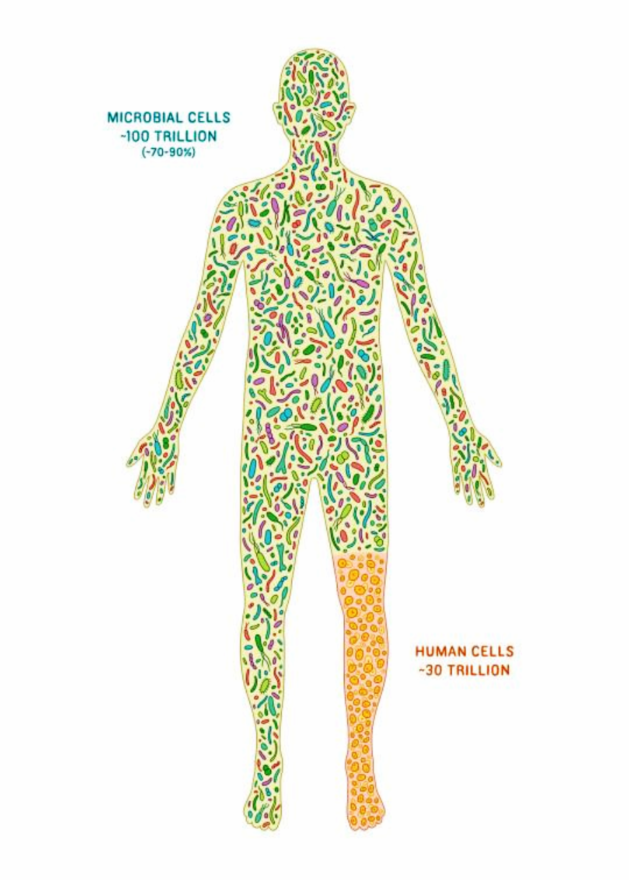 A human silhouette filled mostly with colorful microbes, representing microbial cells (100 trillion, 70–90%), and a smaller portion with orange human cells (30 trillion) concentrated in the lower right leg.