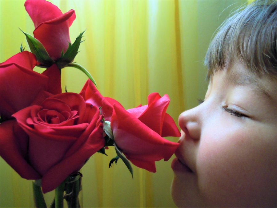 A child with closed eyes gently smells a cluster of red roses against a soft yellow background, enjoying the fragrance.