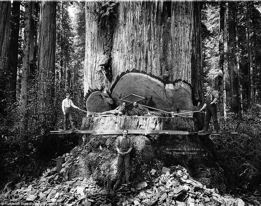 Five men pose with hand saws and axes in front of a massive redwood tree, partially cut down. Two large cross-section slices are visible, and wood chips cover the ground at their feet in a dense forest setting.