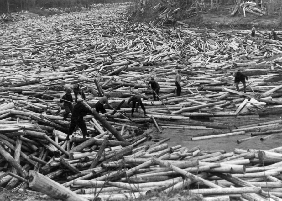 Black and white photo of workers standing among a large number of floating logs on a river, maneuvering the logs and guiding them downstream. The surrounding landscape is forested.