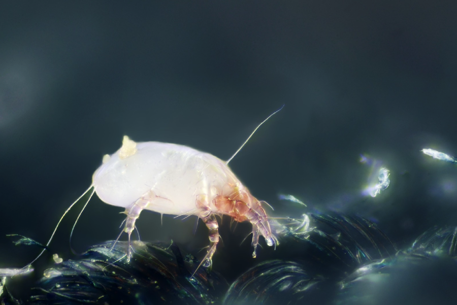 A close-up, highly magnified image of a translucent dust mite with fine hairs and legs, standing on a dark, textured surface with small particles around it. The background is blurred with bluish tones.