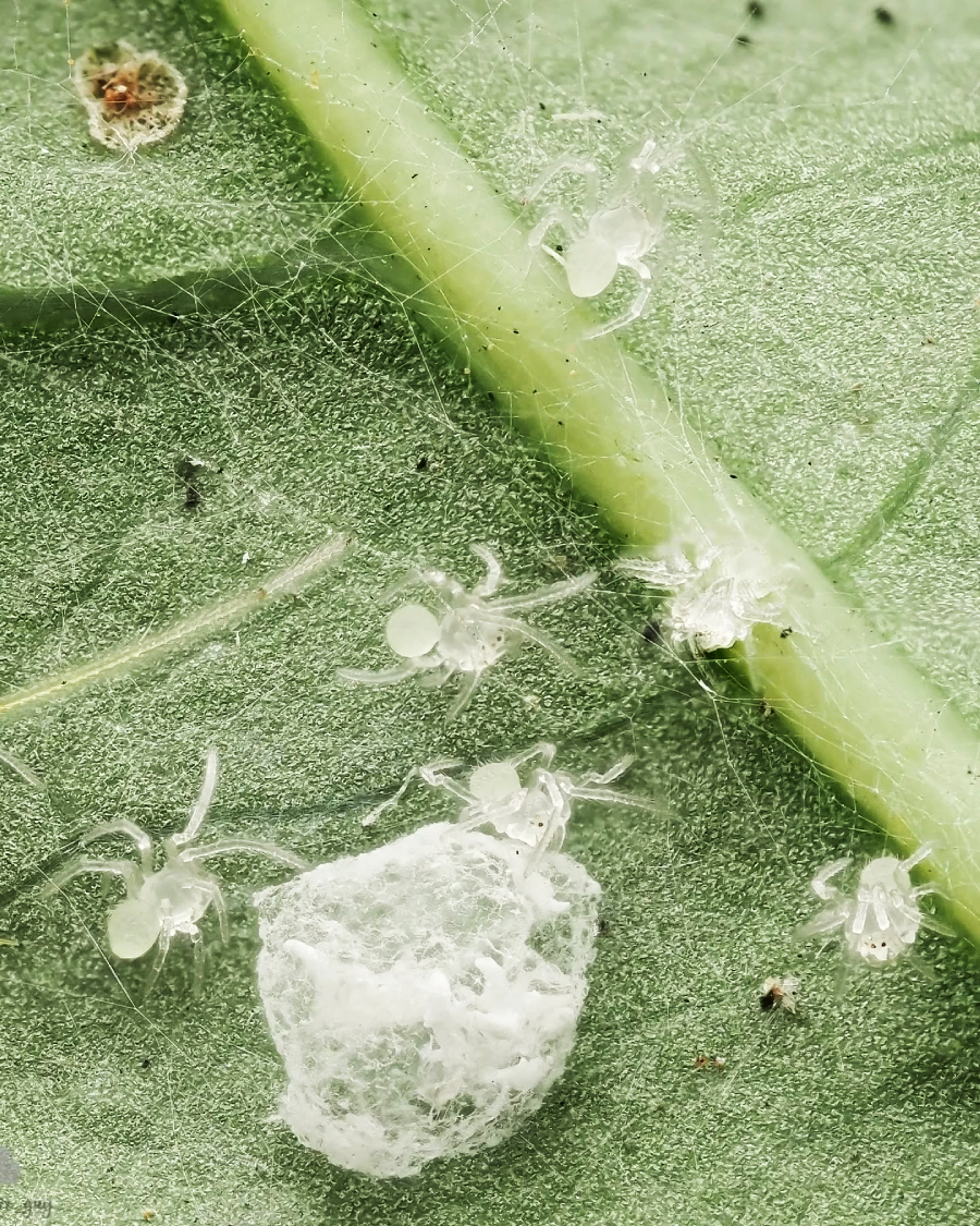 Tiny translucent spiderlings and a white egg sac on a green leaf, with fine web strands visible. The close-up highlights the delicate details of the small spiders and the leaf’s texture.