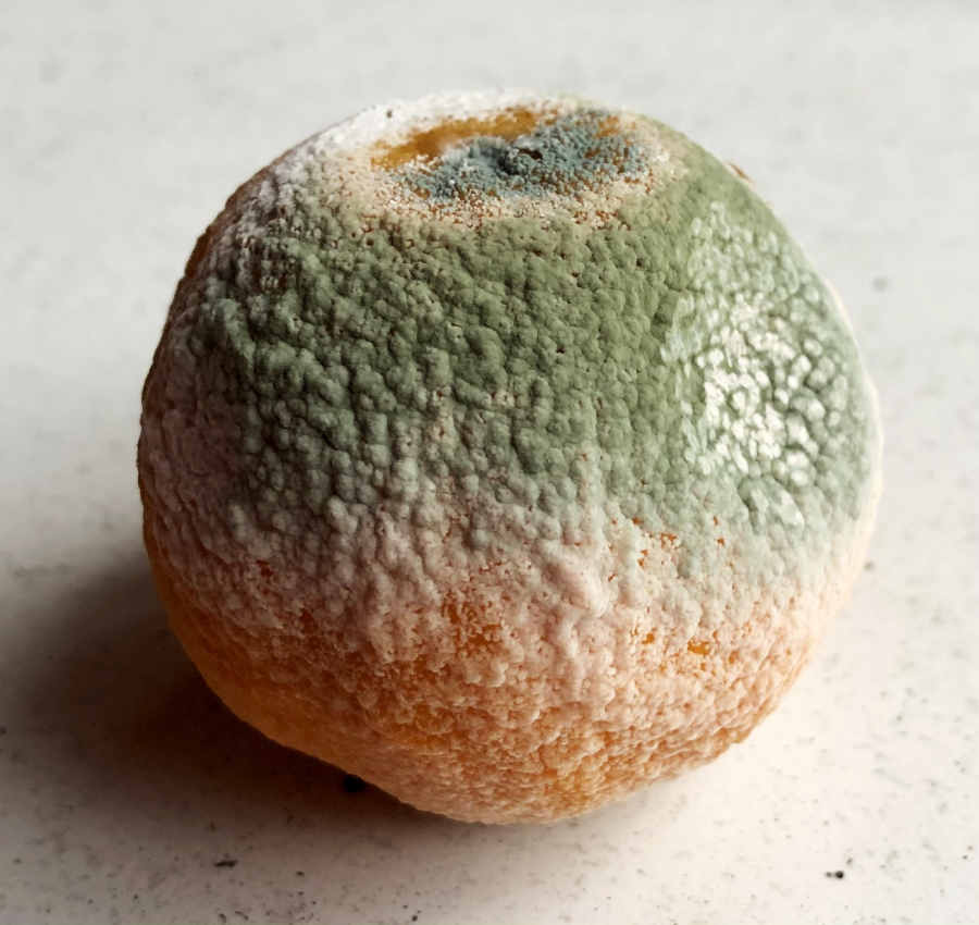 A close-up of an orange with a rough texture, covered in green and white mold, sitting on a light-colored surface.