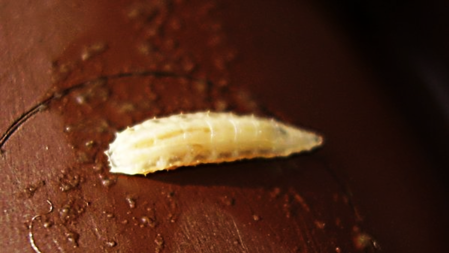 A close-up of a pale, segmented maggot-like larva resting on a textured brown surface, possibly skin.