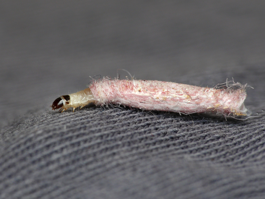 A small insect larva partially emerging from a pinkish, fuzzy, cocoon-like case rests on a textured gray surface.