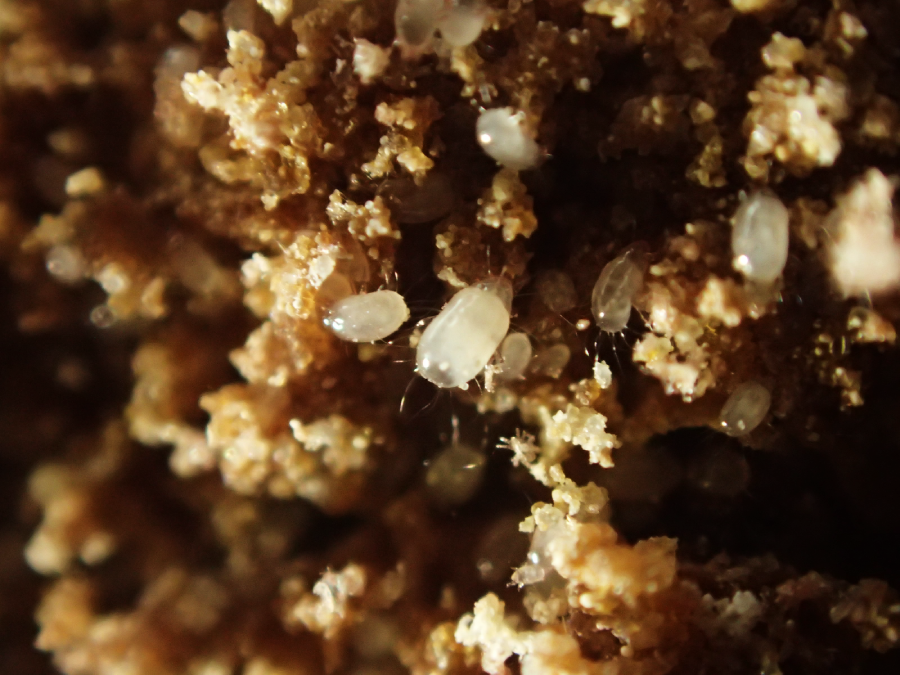 A close-up image showing tiny white mites crawling on a rough, brown organic surface, possibly soil or decomposing plant material. The mites are translucent and surrounded by small debris particles.