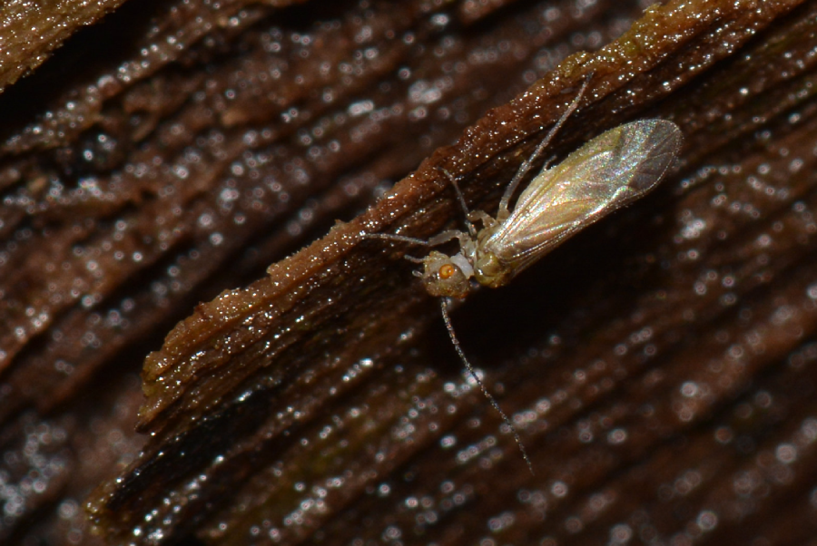 A close-up of a small, winged insect with long antennae crawling on a rough, dark brown wooden surface. The insect's transparent wings and delicate body are clearly visible.