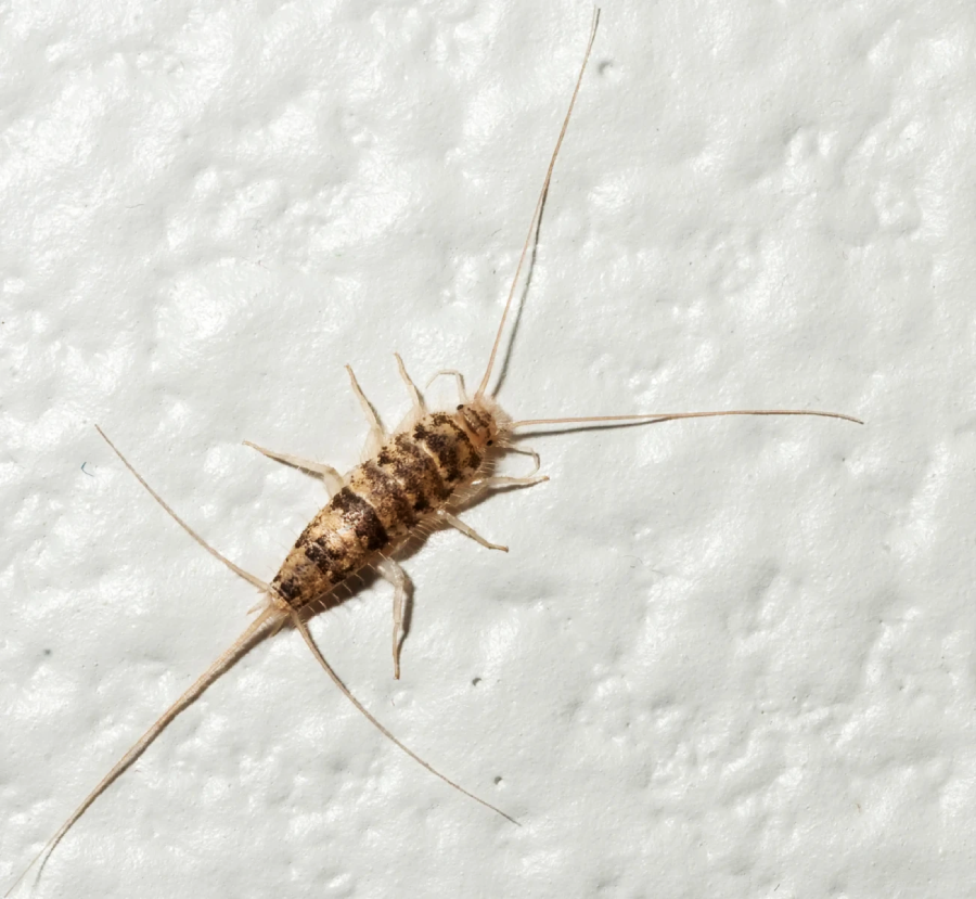 A close-up of a silverfish insect with long antennae and bristly tail, crawling on a textured white surface.