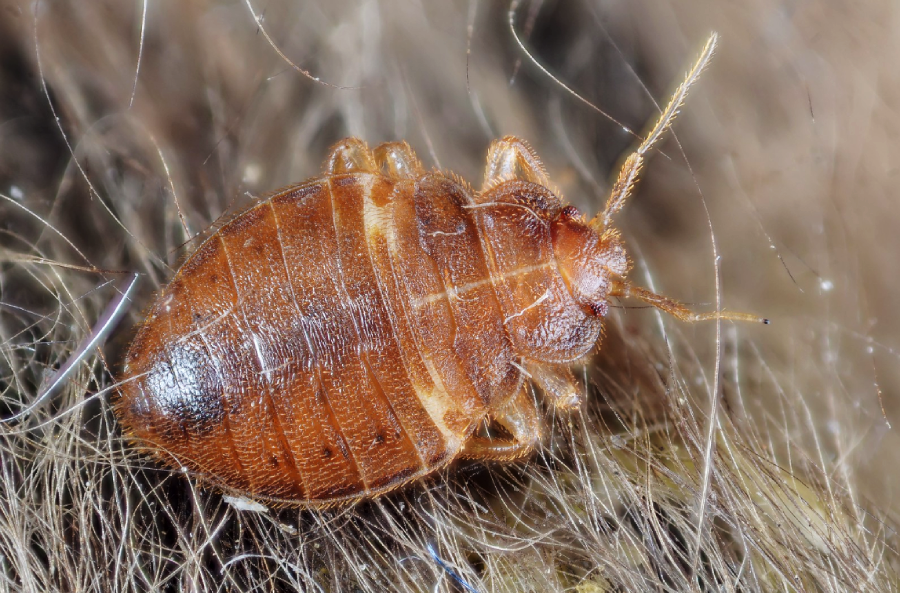 A close-up image of a brown bed bug with a segmented body and six legs crawling on what appears to be human hair.