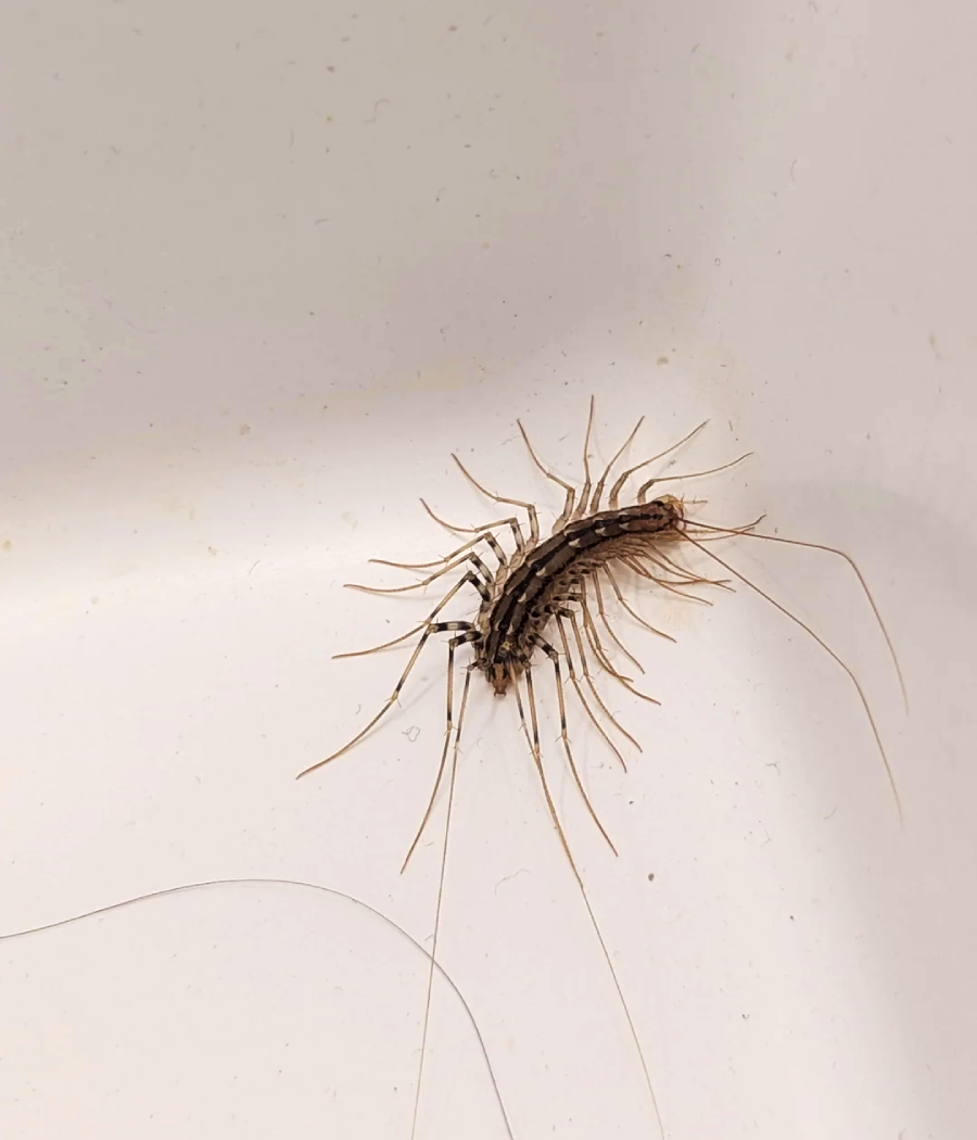A house centipede with long legs rests in the corner of a white bathtub.