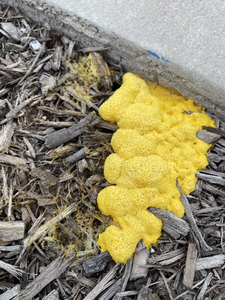 Bright yellow, sponge-like slime mold growing on wood mulch next to a concrete edge, with some thin, web-like strands spreading across the ground.