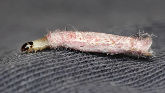 microscopic-beings-in-houses