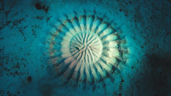 perfectly-symmetrical-things-in-nature