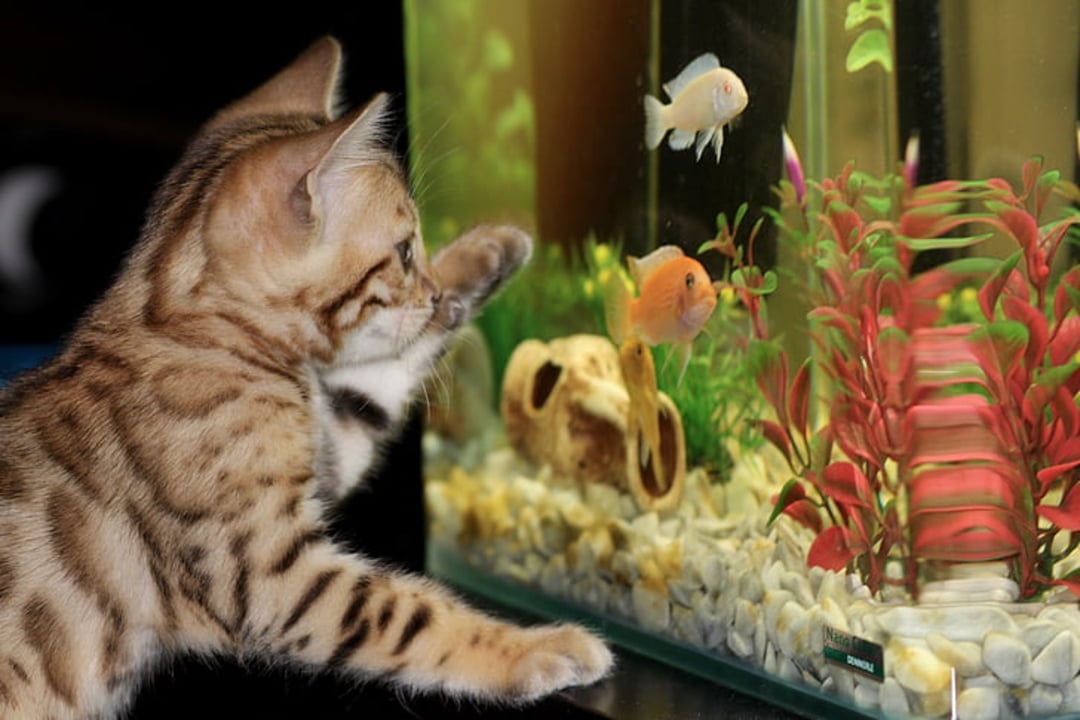 A cat playing with fish as their owner is working from home. 
