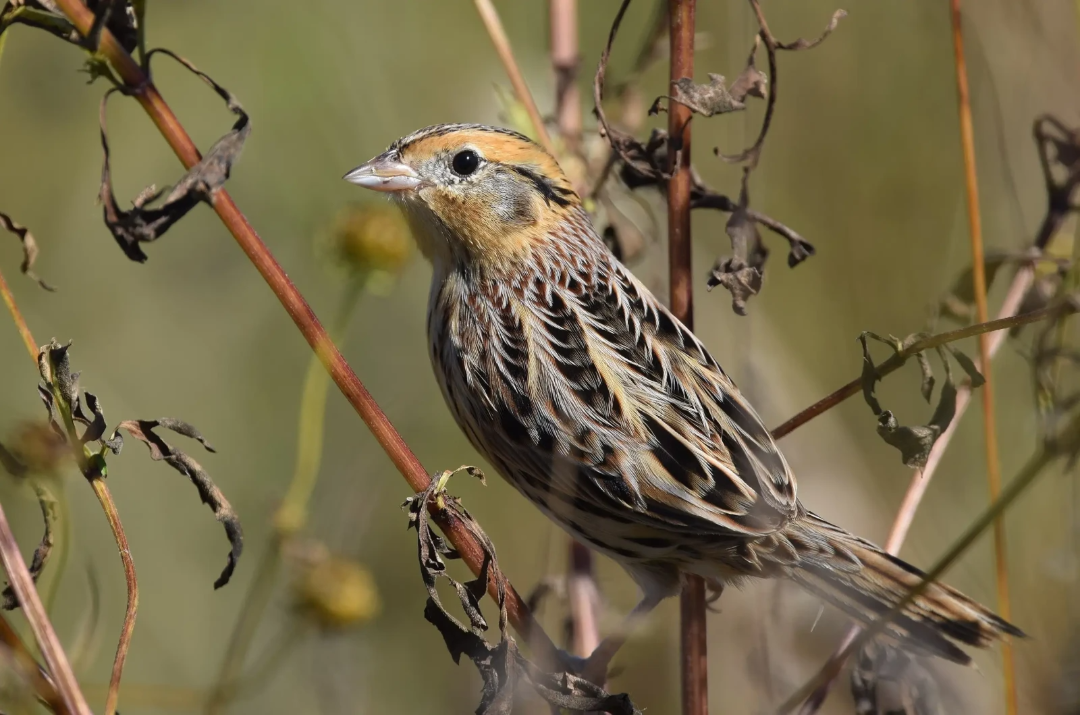 A small bird with brown, black, and tan streaked feathers perched on a dry plant stem among faded leaves, with a soft, blurred green background.