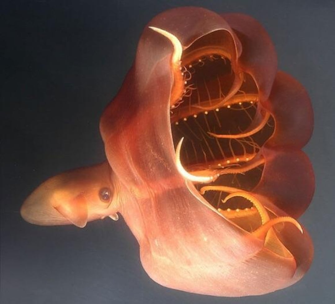 A deep-sea vampire squid with reddish, semi-transparent webbed arms and glowing filament-like structures is floating against a dark background.