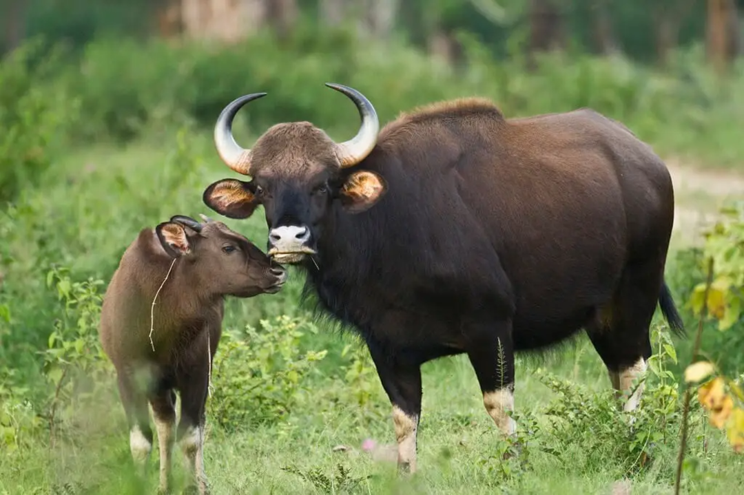 A gaur and its calf stand together in a lush green field. The adult has large, curved horns while the calf nuzzles close, both surrounded by tall grass and vegetation.