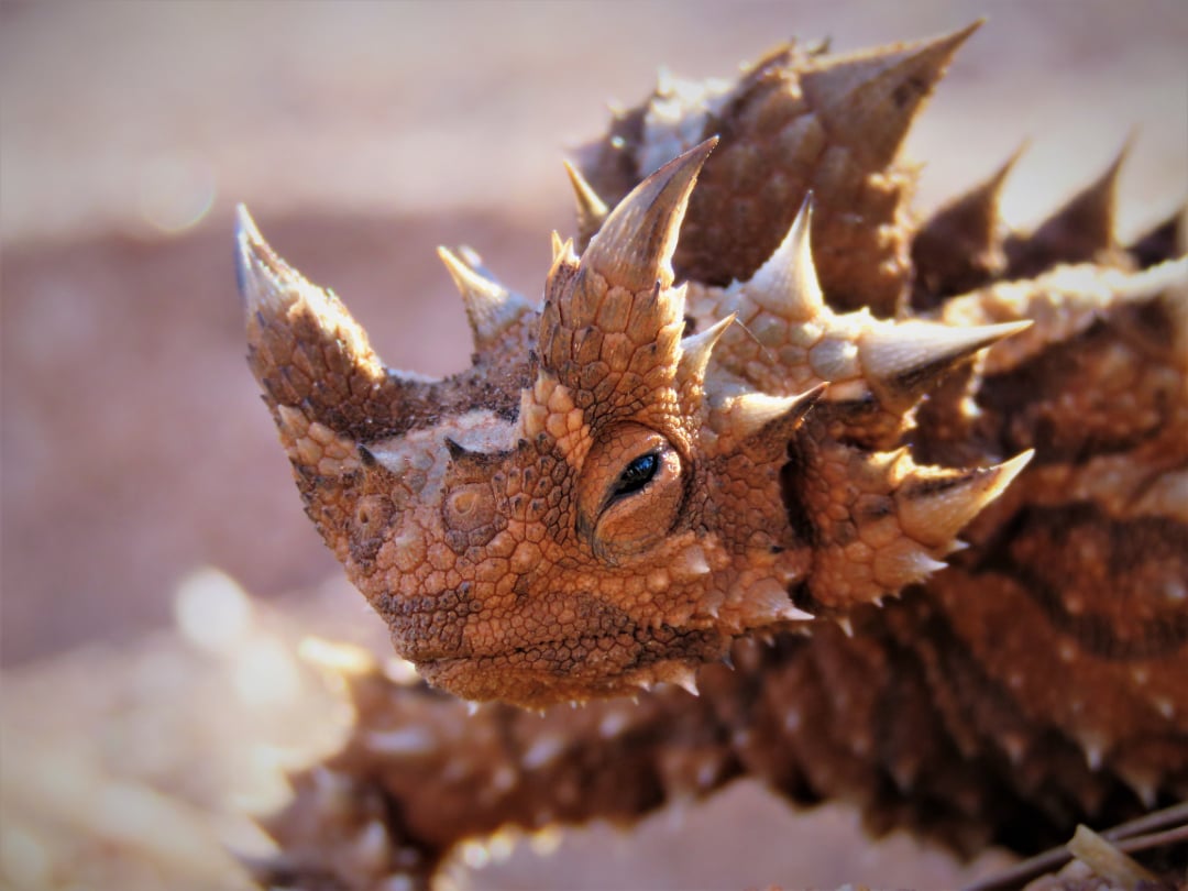 Close-up of a thorny devil lizard with rough, spiky brown and tan scales, featuring prominent horn-like spikes on its head. The background is blurred, highlighting the lizard's textured skin and unique appearance.