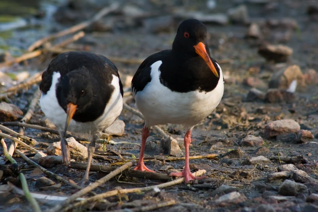 Two oystercatchers with black and white feathers, orange beaks, and pink legs stand on rocky, muddy ground near water. One bird is pecking at the ground while the other looks forward.