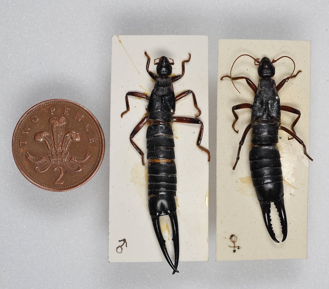 Two preserved earwigs are pinned to white cards, one male and one female, shown next to a British two pence coin for scale. The male’s pincers are curved and larger than the female’s straight pincers.