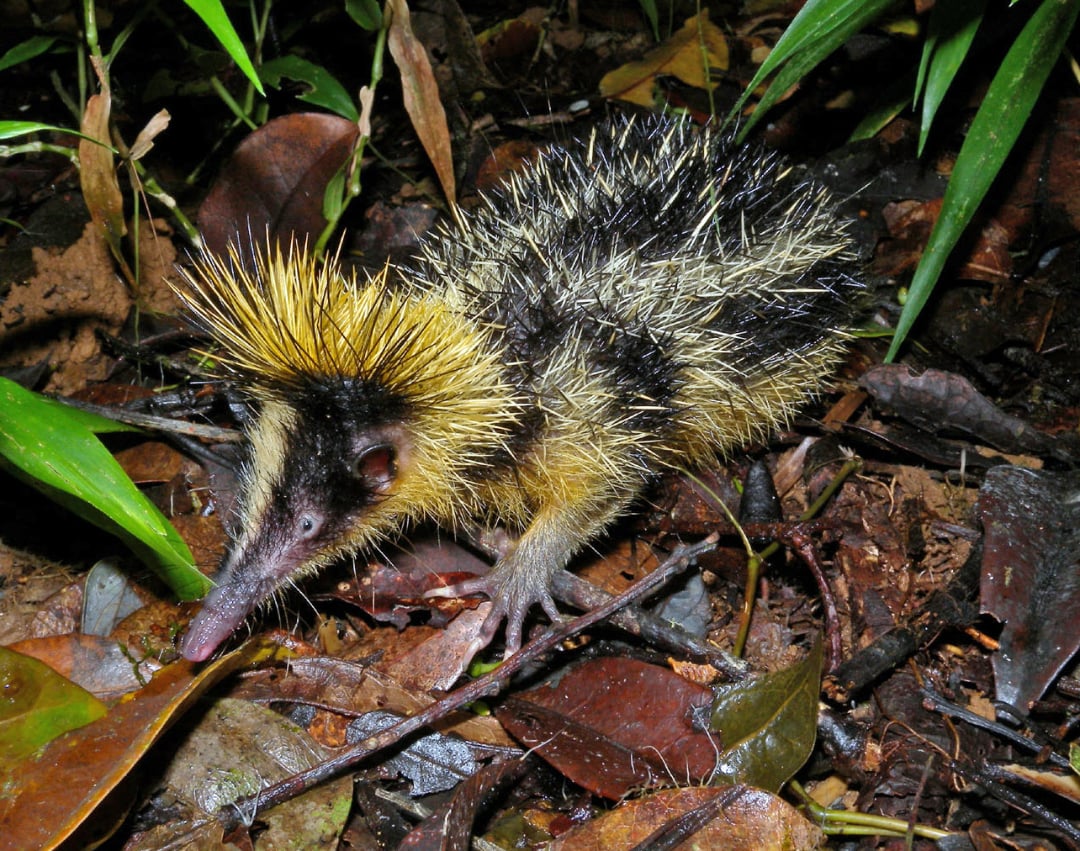 A streaked tenrec with yellow and black spiky fur stands on leaf-covered ground in a forest, its long snout pointed forward and thin legs visible among green plants.