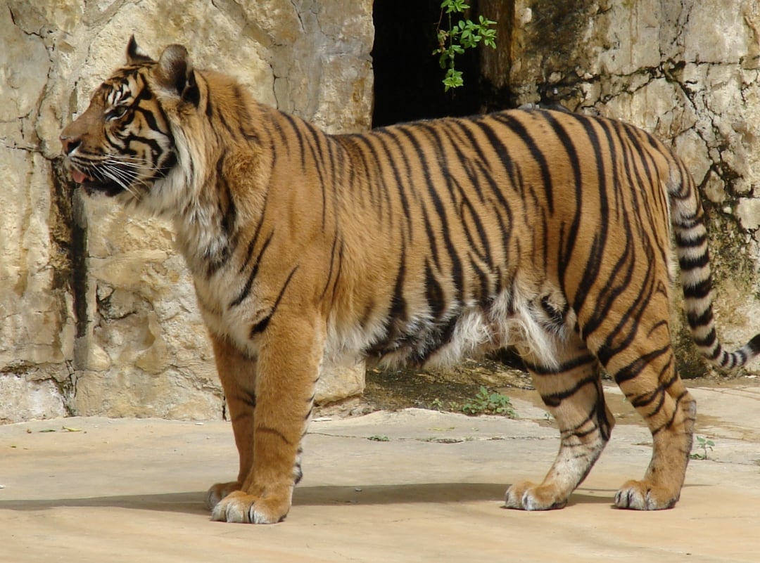 A tiger with orange fur and black stripes stands on a concrete surface in front of a rocky background, looking to the left.