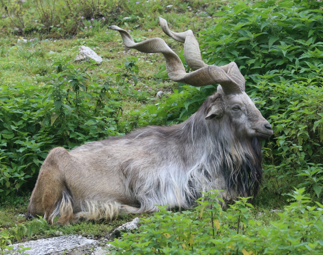 A large wild goat with long, twisted horns and a shaggy coat is lying on green grass surrounded by dense vegetation.