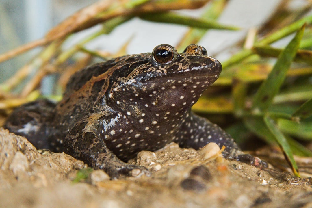 A close-up view of a dark brown frog with white spots sitting on the ground among green grass and rocks. The frog’s eyes are prominent, and its skin appears slightly damp.
