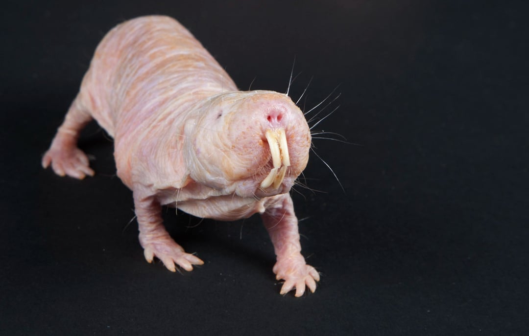 A naked mole rat with wrinkled pink skin and large protruding front teeth stands on a dark surface, facing slightly upward.