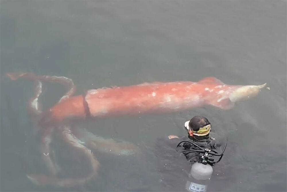 A diver in scuba gear swims near a large, reddish giant squid floating in murky water, showcasing the squid’s impressive size compared to the human.