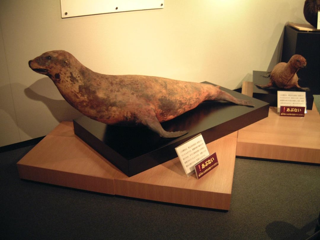 A taxidermy seal is displayed on a black platform in a museum exhibit, with informational plaques in front. Another smaller taxidermy animal is visible in the background on a separate platform.