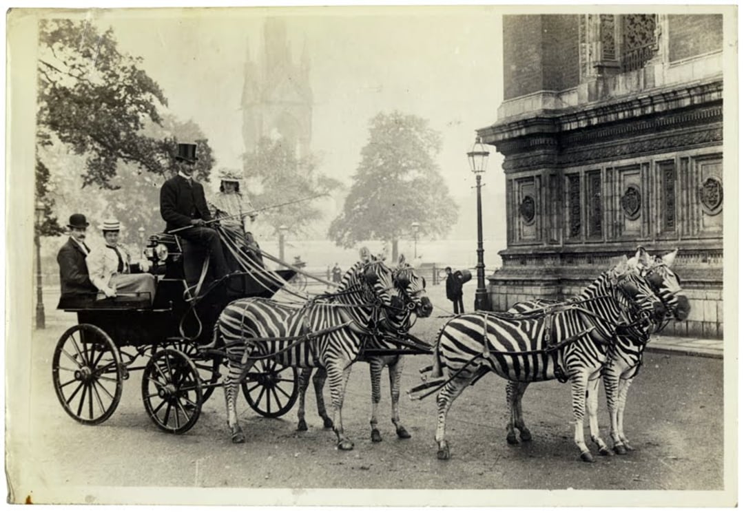 A black-and-white photo of a carriage pulled by four zebras with three people seated inside and a driver holding the reins, taken on a city street near an ornate building.