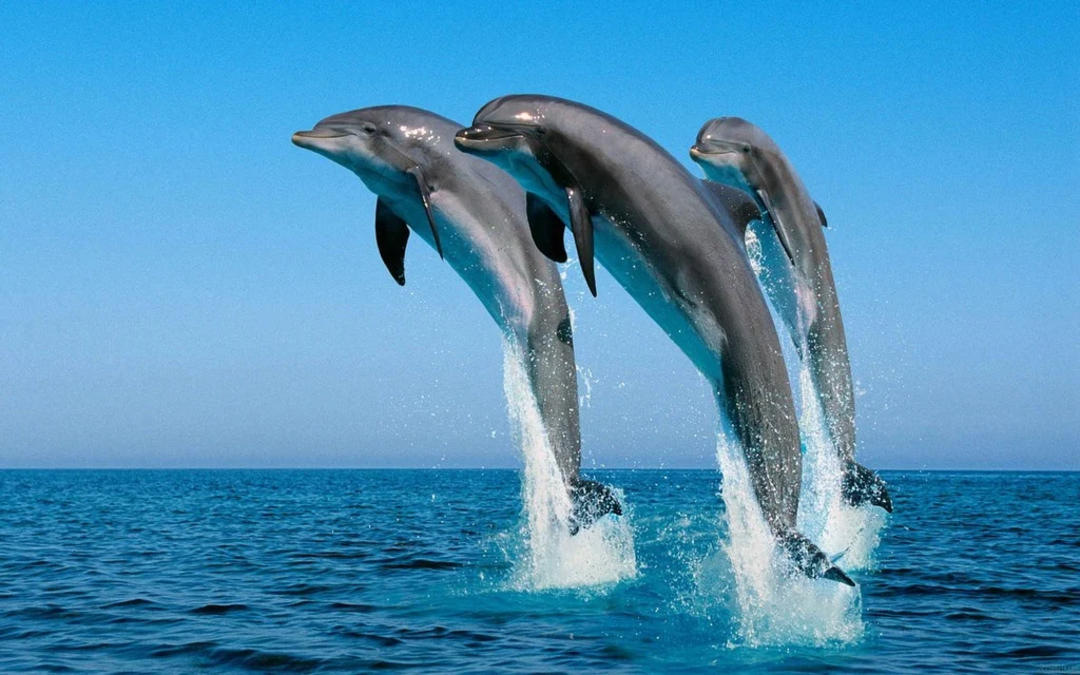 Three dolphins leap gracefully out of the blue ocean water against a clear sky, creating splashes as they arc in unison.