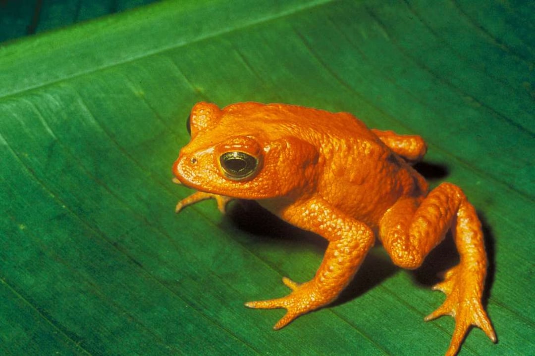 A bright orange toad sits on a large green leaf. The toad's textured skin and vivid color contrast sharply with the smooth surface and deep green of the leaf beneath it.