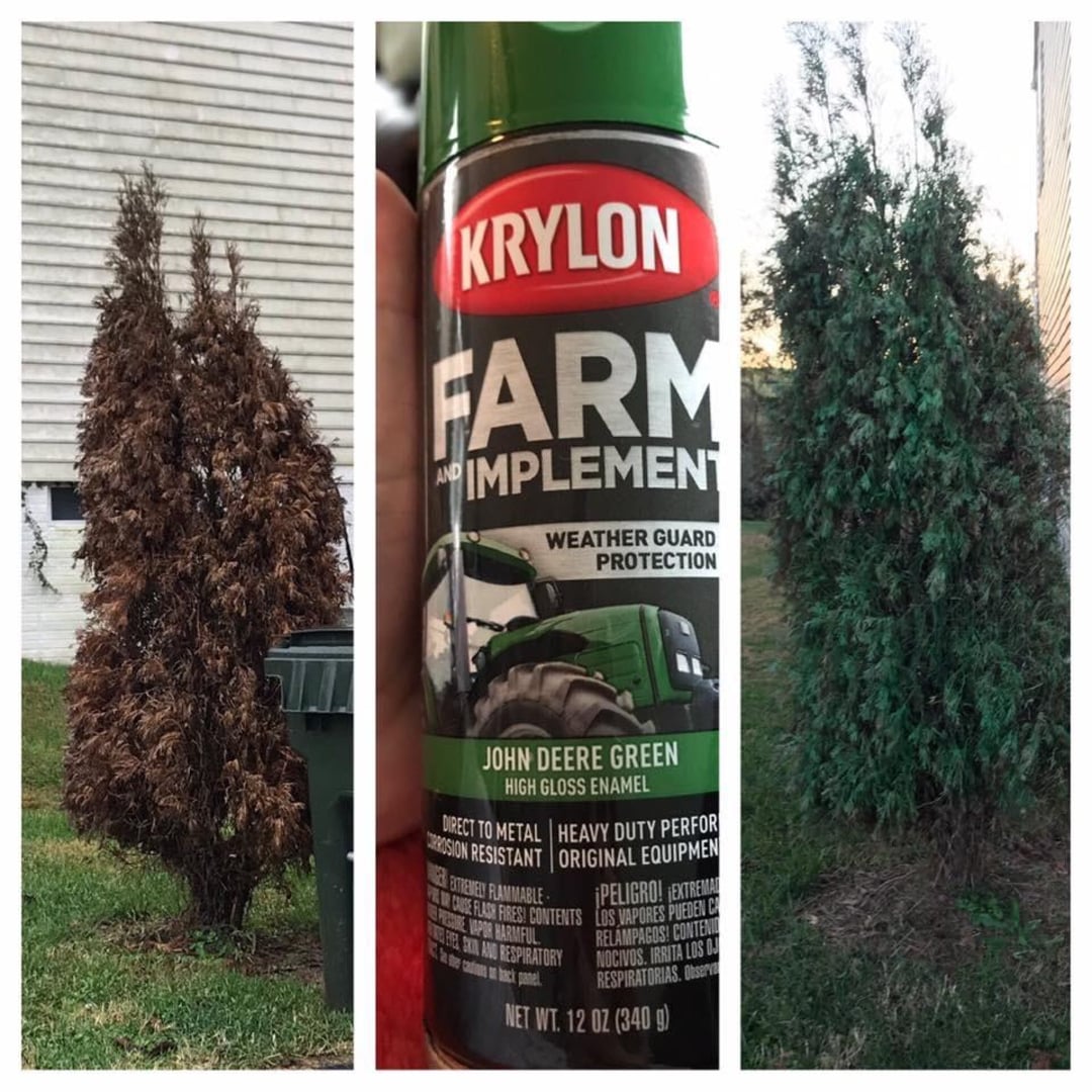 A collage shows a brown, dried evergreen tree, a can of green Krylon spray paint, and the same tree now painted green to appear healthy.