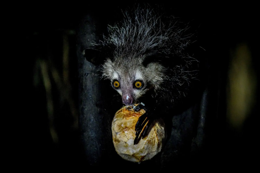 A nocturnal aye-aye lemur with wide yellow eyes and shaggy fur uses its long fingers to eat from a coconut shell, illuminated against a dark, shadowy background.