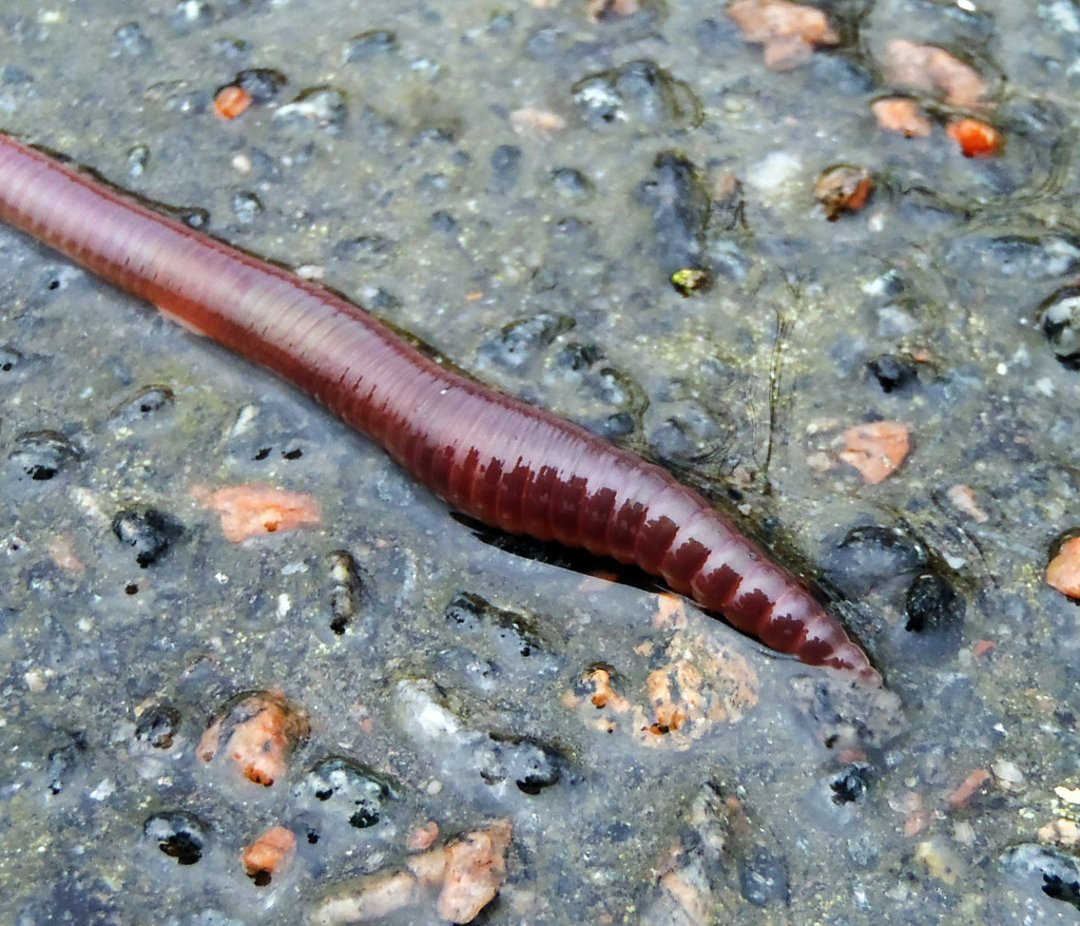 A close-up of an earthworm crawling on a wet, textured surface with small stones and pebbles embedded in it.