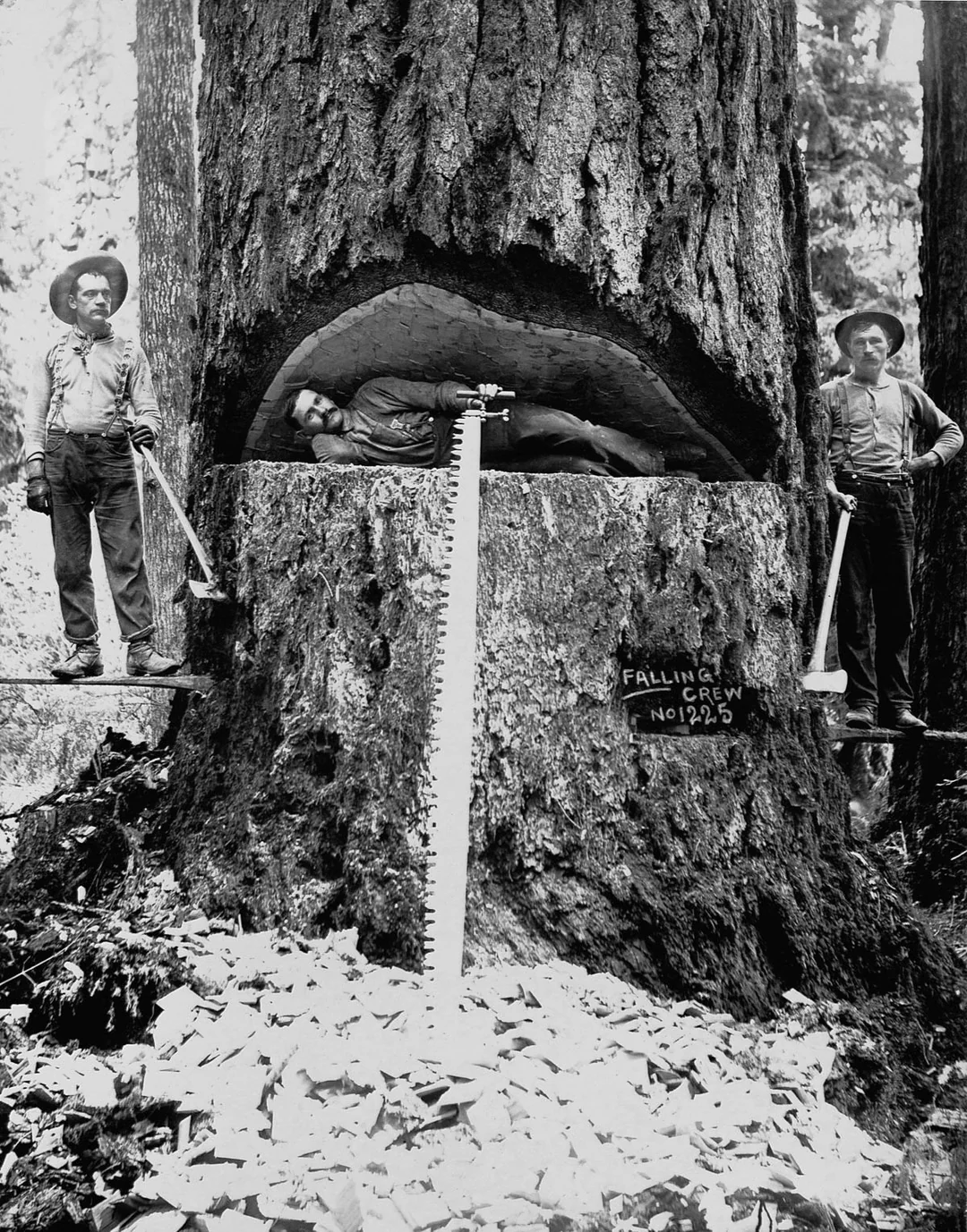 Three loggers pose with axes and a large saw on a massive tree with a deep notch cut out; one man lies inside the notch while the others stand on planks. The tree is labeled "Falling Crew No. 12-26.