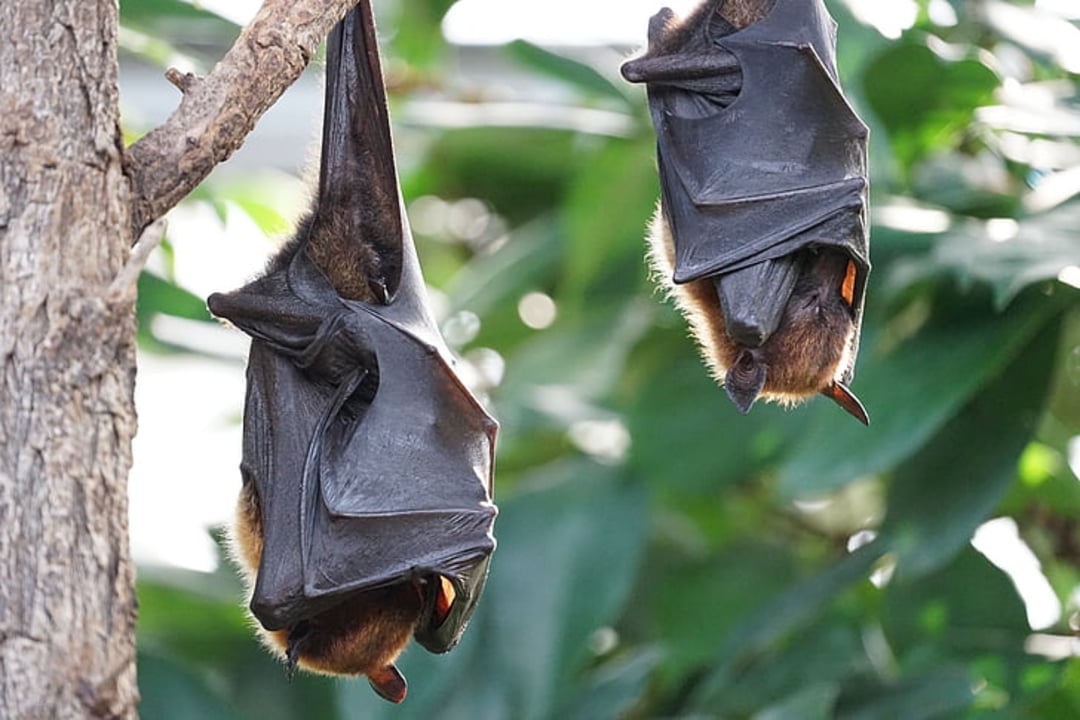 Two bats are hanging upside down from a tree branch with their wings wrapped around their bodies. Green leaves are visible in the background.