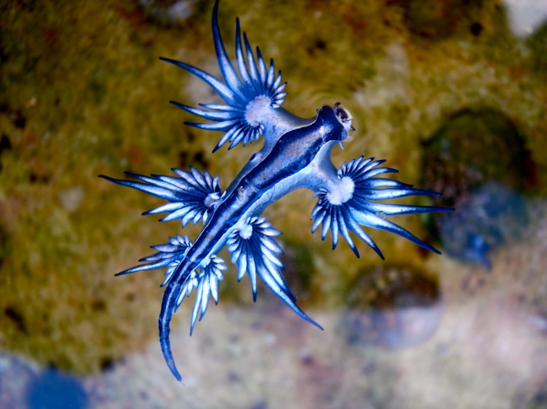 A blue dragon sea slug (Glaucus atlanticus) floating in shallow water, displaying its elongated, blue body and wing-like cerata against a sandy, rocky background.