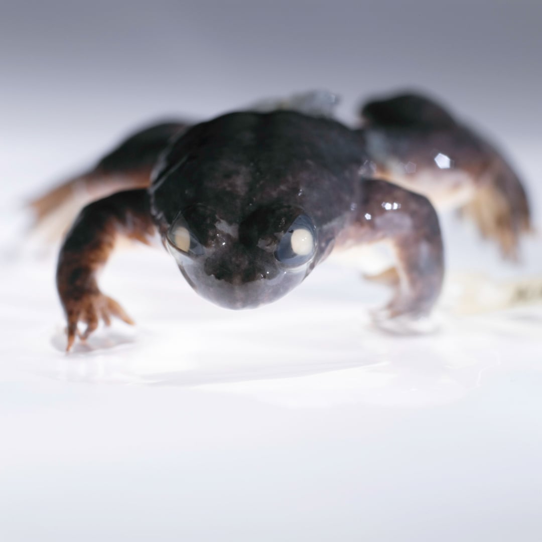 A close-up of a dark-colored amphibian, possibly a salamander, with cloudy eyes, standing on a glossy white surface under bright lighting.