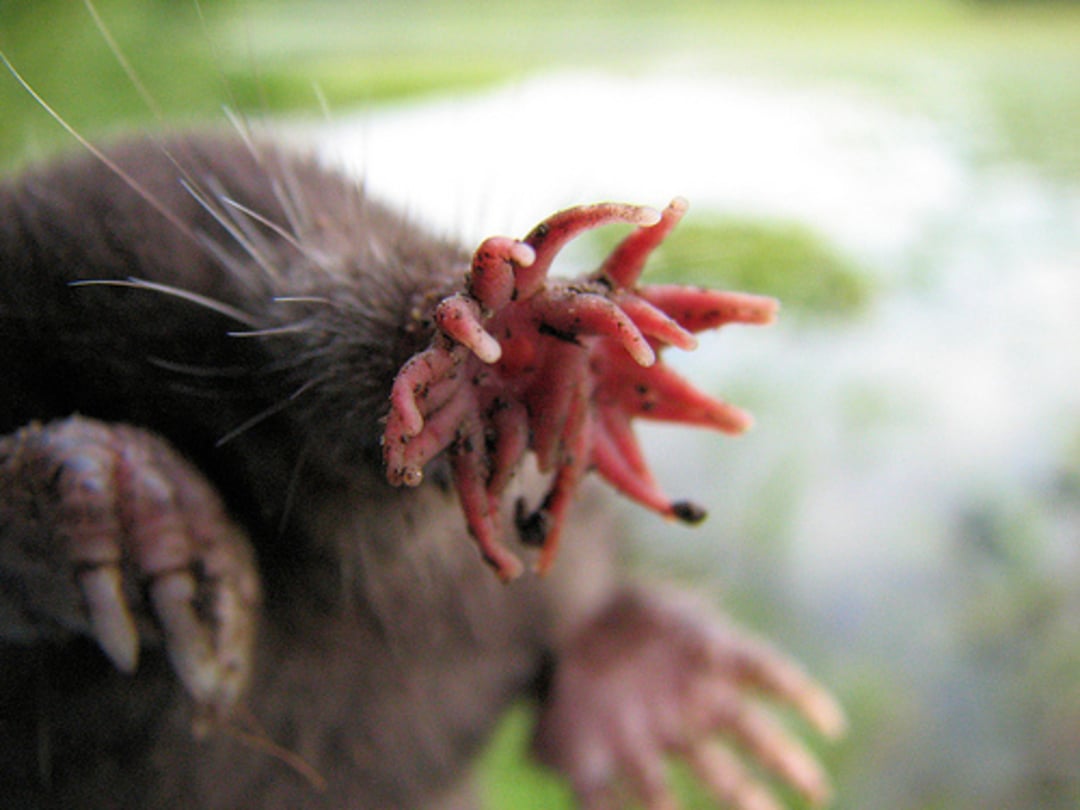 Close-up of a star-nosed mole showing its distinctive pink, star-shaped nose appendages and claws, with a blurred green and white background.