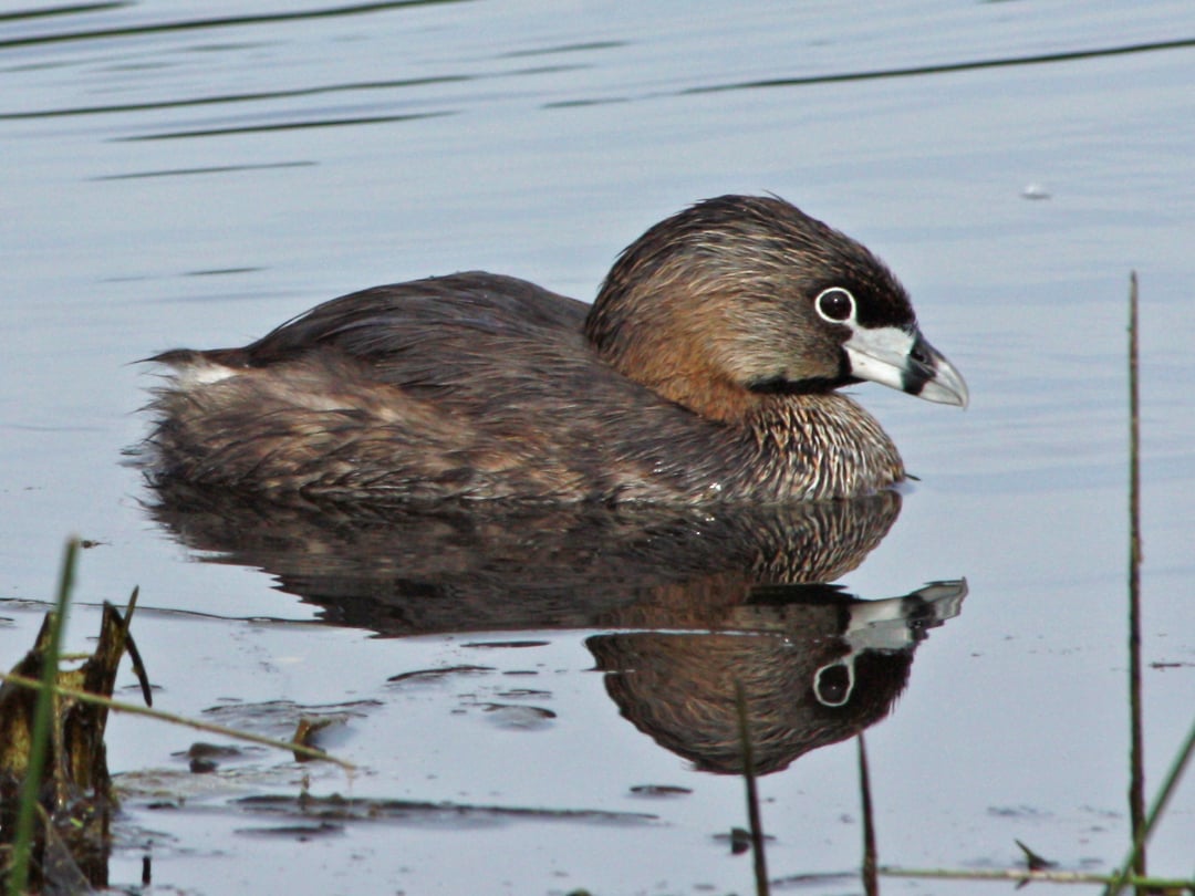 A small, brown waterbird with a short bill floats on calm water, reflecting its image. The bird has a dark cap, pale throat, and streaked neck, with some aquatic plants visible nearby.