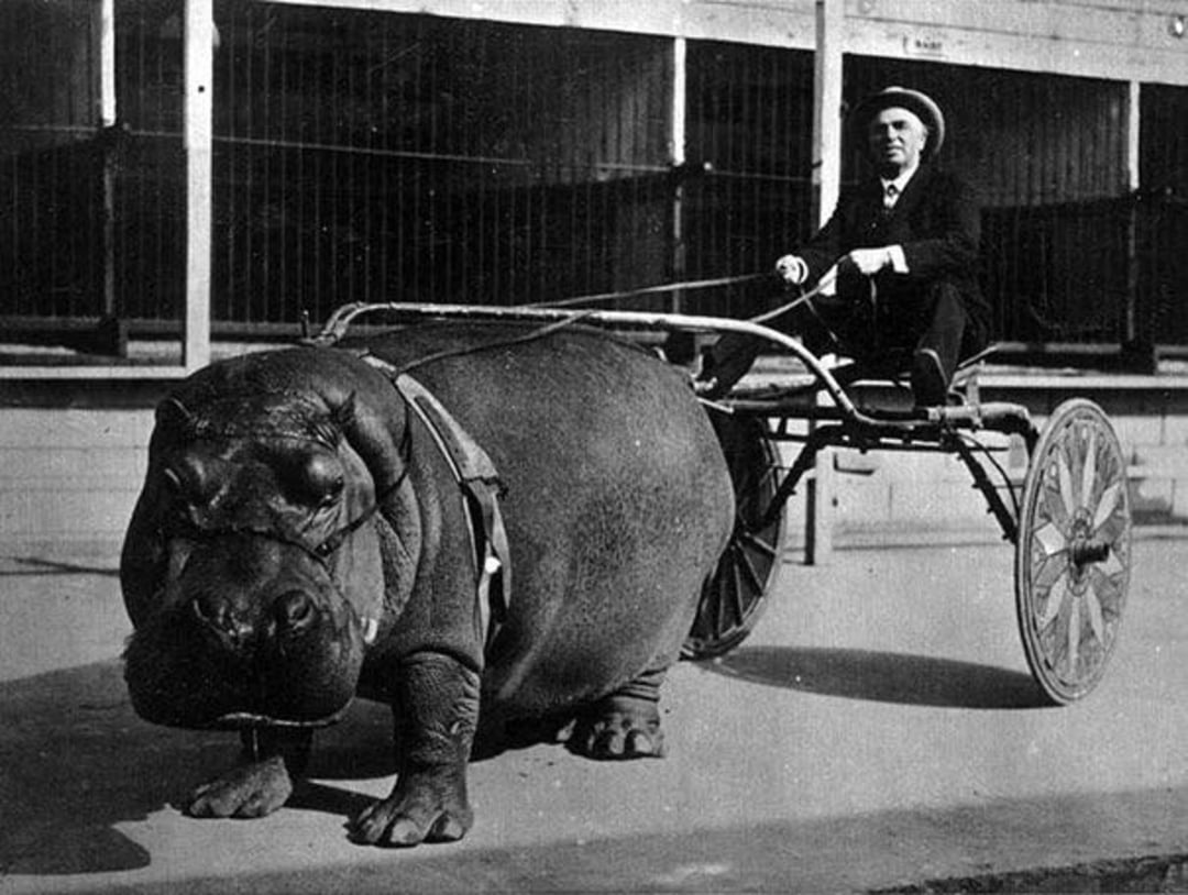 A black-and-white photo shows a man in a suit and hat riding a two-wheeled cart pulled by a large hippopotamus in front of a building with barred windows.