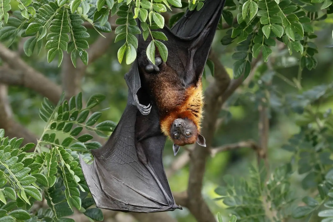 A large fruit bat with brown and orange fur hangs upside down from a leafy tree branch, its wings wrapped around its body as it looks toward the camera.
