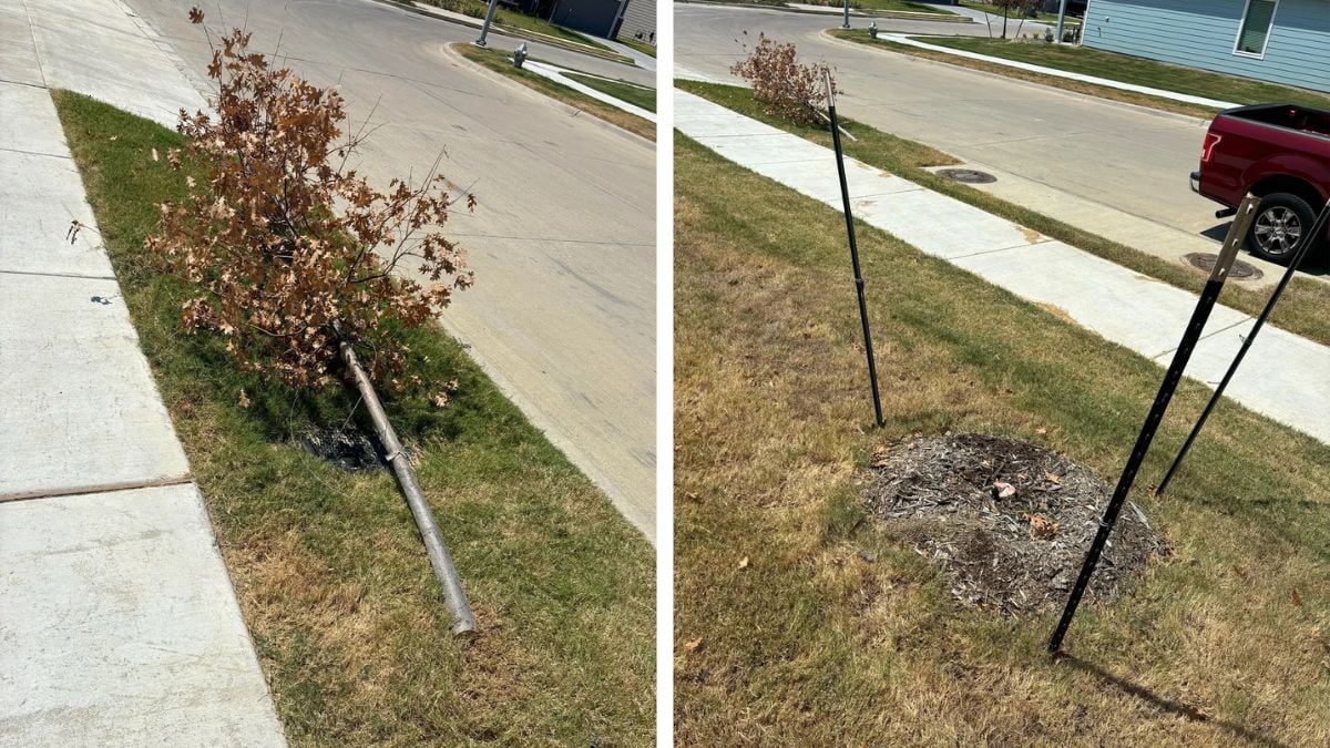Side-by-side images of a residential street: the left shows a small, brown-leaved tree knocked over on a lawn; the right shows only metal stakes left standing where a tree once was.