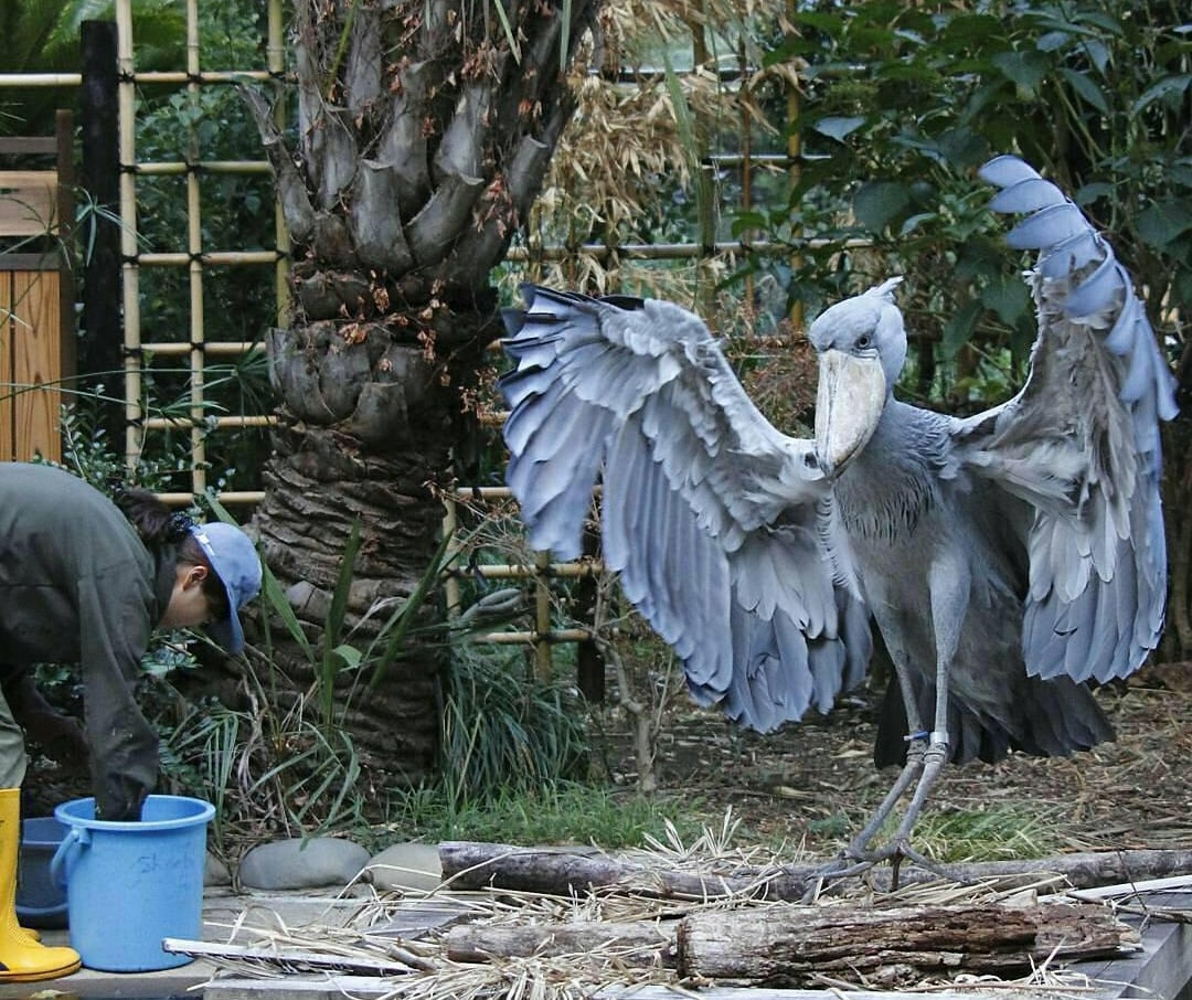 A large shoebill stork stands with wings outstretched near a person wearing a cap and jacket, who is crouched by a blue bucket. The scene is outdoors with plants and trees in the background.