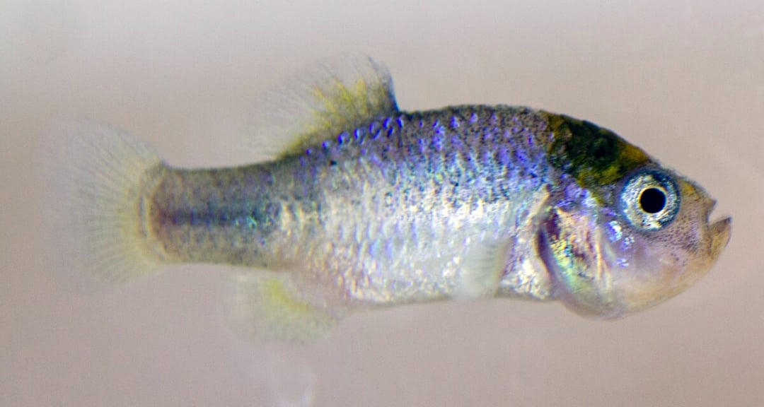 A close-up of a small, silvery fish with a rounded body, short fins, and a blue-green iridescent sheen, swimming against a pale background.