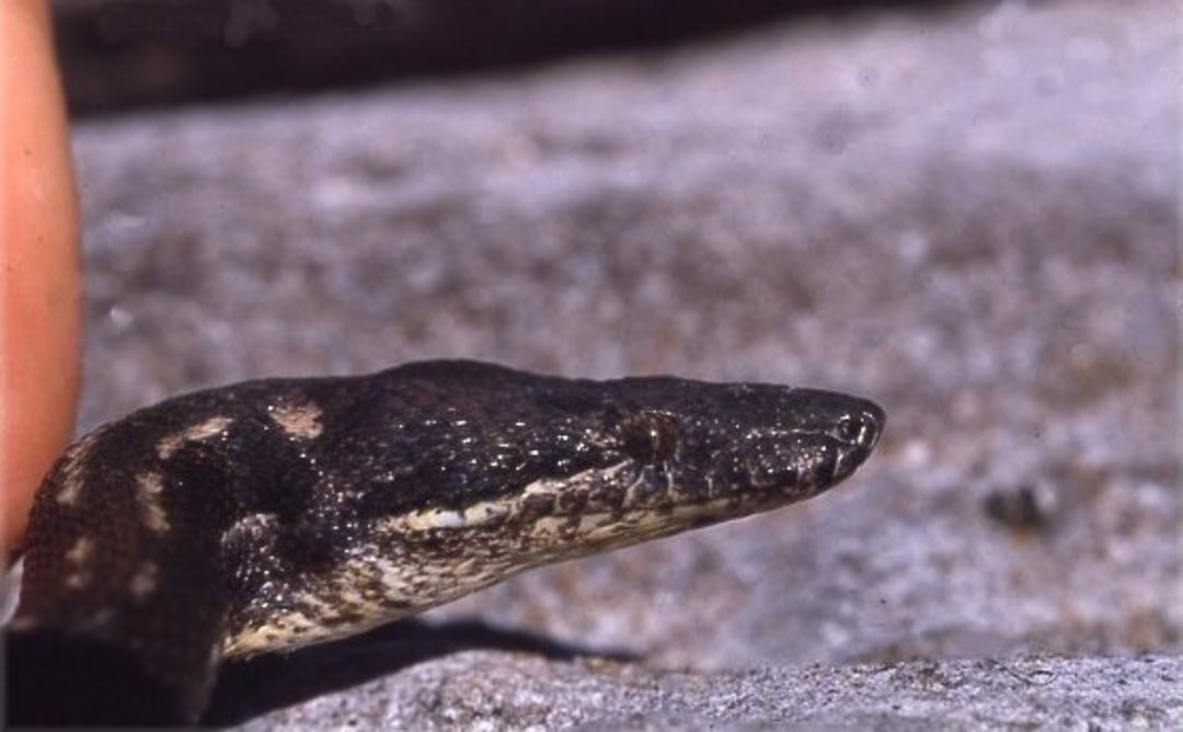 A close-up of a snake with a dark, patterned head and body, lying on a gray rocky surface. A person's finger is visible near the snake's head on the left side of the image.