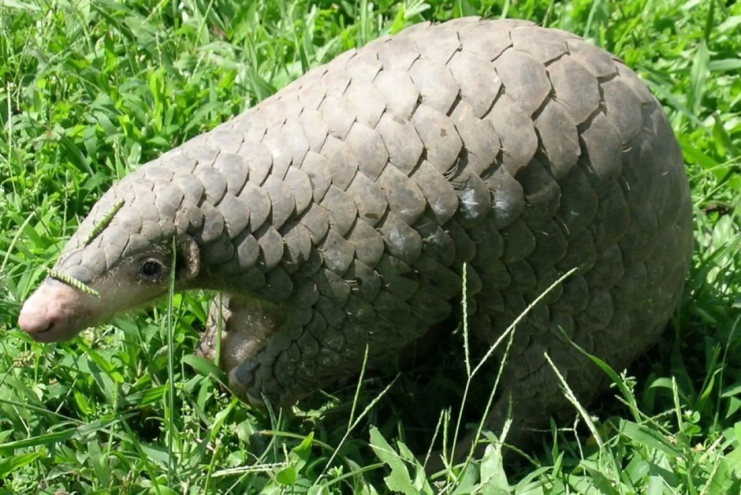 A pangolin with overlapping, brown scales is walking on green grass. Its small head and long, tapered body are visible among the foliage.